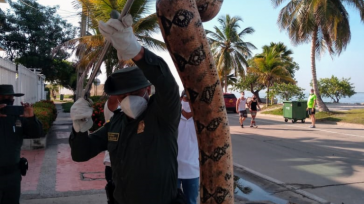 Un agente de la policía trata de bajar la boa de un árbol donde se había refugiado.       Agentes de la Policía, del Grupo de Protección Ambiental y Ecológica, […]