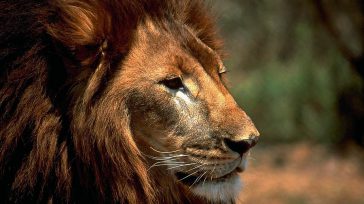 Cuatro tigres y cuatro leones africanos dieron positivo para Covid-19. Los ocho felinos están bien. Dos gatos resultaron infectados de coronavirus.«Nos aseguraremos de que cualquier conocimiento que obtengamos sobre Covid-19 contribuirá […]