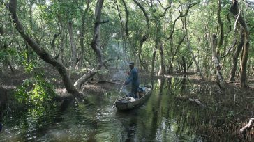 La Unidad de Parques Nacionales Naturales (PNN) de Colombia advirtió  los peligros en 3 proyectos que según el título,  buscan la recuperación del ecosistema de la Ciénaga Grande de Santa Marta.Las intervenciones, avaluadas en […]