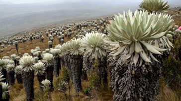 Páramo de Sumapaz       Los páramos son las fabricas de agua en el mundo. Colombia cuenta con el 70 por ciento de los paramos del mundo. Sin embargo […]