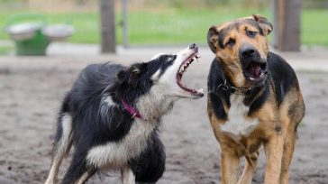 La meta de vacunación para 2020 es vacunar más de seis millones de perros y gatos &nbsp; &nbsp; «Para evitar que se presenten casos de rabia humana transmitida por perro [&hellip;]
