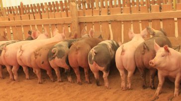 Las ONGs: Sinergia Animal, Global Forest Coalition y Feedback que le piden a importantes instituciones bancarias detener el financiamiento de granjas industriales, un factor clave en el brote de nuevas [&hellip;]