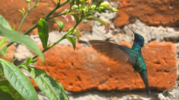Quito ofrece una experiencia única para disfrutar de su biodiversidad endémica. Orbedatos Agencia de Noticias Las excepcionales condiciones que tiene la capital del Ecuador para el avistamiento de aves y [&hellip;]