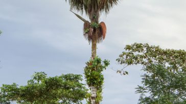 Se trata de dos especies de palmas poco estudiadas y de alta presencia en el suroccidente colombiano, en donde el espectro de investigación y consumo se suele limitar a la [&hellip;]