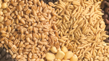 Semillas que se entrega a los campesinos de Cundinamarca. &nbsp; &nbsp; Comenzó la entrega de insumos y semillas a 9.500 pequeños productores del campo en los 116 municipios, convirtiendo a [&hellip;]