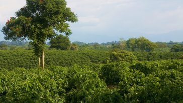 En Quimbaya Quindío se cultiva el mejor café de Colombia que se caracteriza por su aroma a miel, acidez cítrica y dulce, sabor a melón acaramelado con un final delicado y [&hellip;]