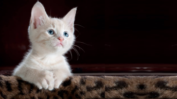 Lo más recomendable es identificar una distribución correcta de nutrientes en los productos, como proteínas, cereales, verduras y grasas; de acuerdo a las necesidades de cada animal. &nbsp; &nbsp; Para muchos [&hellip;]