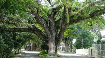 El Saman, es el árbol que identifica a Santander de Quilachao en el departamento del Cauca. Este majestuoso árbol ha trascendido los linderos de las ciencias naturales y se ha convertido en [&hellip;]