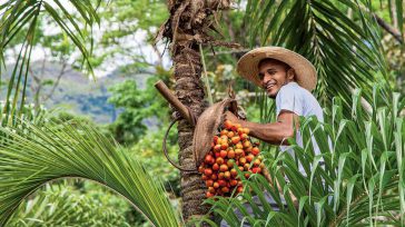 ´Frutos de mi Vereda´ en las Tiendas Campesinas, se tomaran el boulevard del Río en Cali. &nbsp; &nbsp; &nbsp; Orbedatos Agencia Noticias Toneladas de alimentos, variedad de productos, 40 puntos [&hellip;]
