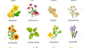 Algunas plantas utilizadas por la medicina.  &nbsp; &nbsp; &nbsp; &nbsp; Manuel Sanmiguel Buenaventura Mayor general Rector Universidad Militar Nueva Granada. &nbsp; En los ocho últimos lustros la medicina tradicional ha [&hellip;]