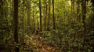 La selva amazónica es la selva tropical más grande del mundo, con una superficie de 5.500.000 km². Representa más de la mitad de las selvas tropicales del planeta y comprende el tramo más grande y con mayor biodiversidad de […]