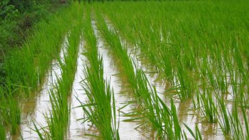 Realice el mantenimiento de los drenajes para reducir el tiempo de encharcamiento de los lotes. &nbsp; &nbsp; Alerta a los agricultores y ganaderos para que apliquen medidas preventivas que minimicen [&hellip;]