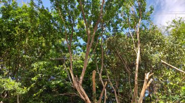 Las lluvias y los vientos han desplazado los cables ocasionando daños en la zona rural. &nbsp; &nbsp; &nbsp; &nbsp; Con el fin de sortear las diversas condiciones que representa los [&hellip;]
