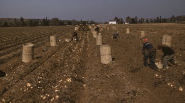 Los paperos están quebrados en los bordes de las carreteras buscando que la gente les compre la cosecha. El gremio de paperos  se consideran victimas por cuanto las condiciones estipuladas por Tratados […]