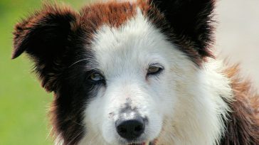 Los animales en Bogotá serán protegidos del comercio ilegal. En sesión de la Comisión Segunda Permanente de Gobierno, el Concejo de Bogotá aprobó en primer debate y de forma unánime [&hellip;]