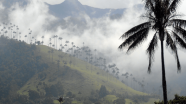 El valle de Cocora es un paisaje natural localizado en la cordillera central de los Andes colombianos, específicamente en el departamento del Quindío, en el área de influencia del Parque Nacional Natural Los […]