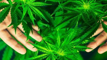 Confidencias: ALTA TENSIÓN «LA MARIHUANA ES UNA MEDICINA»: ONU La ONU ha reconocido las propiedades medicinales del cannabis en una votación en Viena de la Comisión de Estupefacientes,el órgano ejecutivo […]