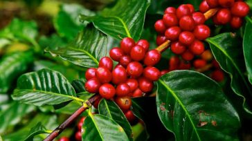 Llevamos la cultura del café de Colombia al mundo y el 7 por ciento de las ganancias van al bienestar de los caficultores. &nbsp; &nbsp; Orbedatos Jóvenes cafeteros crearon empresas [&hellip;]