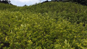 La propuesta es utilizar los cultivos llamados ilícitos en la medicina y evitar la guerra que desangra a los campesinos colombianos. &nbsp; &nbsp; &nbsp; &nbsp; Gerney Ríos González El propósito [&hellip;]