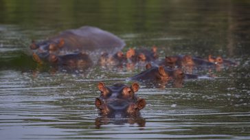 Los hipopótamos que trajo a Colombia el narcotraficante Pablo Escobar se vienen reproduciendo en forma acelerada lo cual afecta a la flora y fauna de la región.   Gerney Ríos […]