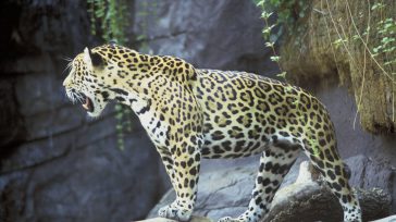 La región Amazónica de Colombia, o Amazonía, es una de las seis regiones naturales de Colombia, que se encuentran en peligro de perder la fauna y la flora. Los jaguares están desapareciendo [&hellip;]