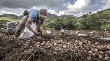 Las microempresas campesinas remedien en parte el problema del desempleo que afecta a familias en Colombia. &nbsp; &nbsp; Gerney Ríos González Los gobernantes deben mirar las inmensas posibilidades existentes de [&hellip;]