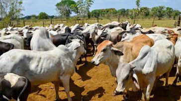 Optimizan la obtención de alimentos orgánicos, libres de contaminación por agroquímicos, fomentando la alimentación sana como estrategia de salud preventiva. &nbsp; &nbsp; &nbsp; Maria Juliana Bernal Econexia,El ecosistema digital de [&hellip;]