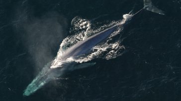 Ballena Azul, mamífero marino puede medir hasta 30 metros de largo y pesar nada menos que 150 toneladas. Una de las curiosidades con respecto al animal más grande del mundo es [&hellip;]