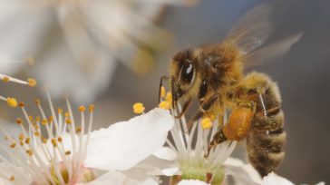 Abeja con corbícula cargada de polen       El polen pueden durar millones de años en las condiciones correctas. (Pixabay).     Los conocimientos de Patricia Wiltshire sobre el […]