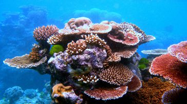 Gran Barrera de Arrecifes  es el mayor arrecife de coral del mundo. El arrecife está situado en el mar del Coral, frente a la costa de Queensland al nordeste de […]