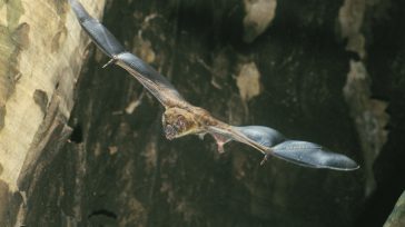 Murciélago en Cundinamarca &nbsp; &nbsp; Para prevenir los casos de rabia de origen silvestre en Cundinamarca realizó dos jornadas nocturnas de capturas de murciélagos hematófagos, principales vectores de la enfermedad, [&hellip;]
