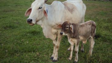 Vaca y cría  &nbsp; &nbsp; La Unidad de Asuntos internacionales del Servicio Nacional de Calidad y Salud Animal (SENACSA) de Paraguay aceptó la propuesta del Instituto Colombiano Agropecuario, ICA, para [&hellip;]