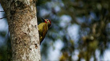Cuando se creó la actividad de pajarear desde la ventana, las aves ya se la habían inventado. Es decir, ellas ya nos observaban todos los días, desde sus propias «ventanas» [&hellip;]
