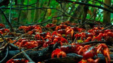 El cangrejo rojo está invadiendo algunos cultivos  &nbsp; &nbsp; En  municipio de Aquitania Boyacá  se conoció la presencia de una especie de Cangrejo rojo, que un productor alertó, por un [&hellip;]