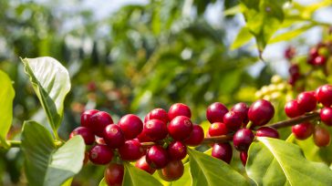 El cultivo de café se ha incrementado en Colombia.  &nbsp; Rafael Camargo La producción registrada de café de Colombia, mayor productor mundial de café arábigo suave lavado, en el mes [&hellip;]