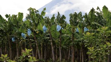 Los cultivos de plátano y banano están protegidos en Colombia.  &nbsp; &nbsp; Con el fin de proteger el presente y futuro de más de 50 mil hectáreas de banano y [&hellip;]