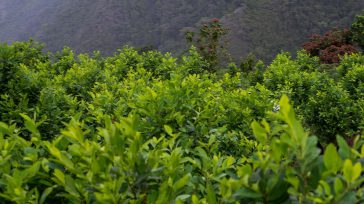 Cultivos de coca &nbsp; &nbsp; Claudio Ochoa Nuevamente comienza el desgaste de saliva, de micrófonos y de papel con el tema de la aspersión del glifosato, los cultivos de coca [&hellip;]