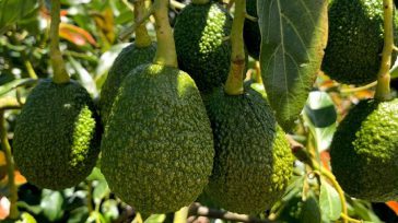 Los cultivos de aguacate hass   Corea del Sur dijo sí, al aguacate Hass de Colombia. Ya se exportará el primer cargamento de  1.612 kilos de la fruta, la cual […]