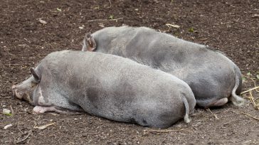 Cerdos de la raza Turopolje    Este logro de la porcicultura colombiana permite que el 95% de la producción porcícola se dé en territorios libres de esta enfermedad que afecta […]