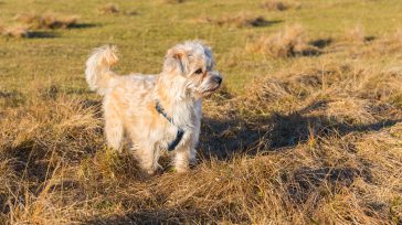 Perros ruba a Usa     A partir del 14 de julio del presente año entrarán en vigencia los nuevos requisitos temporales emitidos por los Centers for Disease Control and […]