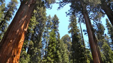 El Día Mundial del Árbol, también llamado Día Forestal Mundial, fue inicialmente una recomendación del Congreso Forestal Mundial que se celebró en Roma en 1969. Esta recomendación fue aceptada por la Organización de Naciones Unidas. […]