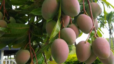 Los mangos de azúcar cultivos que se están extendiendo por buena parte del territorio       Se estima que en un plazo máximo de 3 meses estarán saliendo los […]