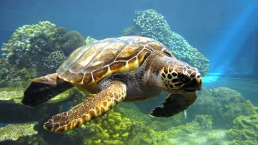 El 16 de junio se celebra el Día Mundial de las Tortugas Marinas, uno de los animales más amenazados del planeta y a su vez uno de los más longevos. Llevan […]