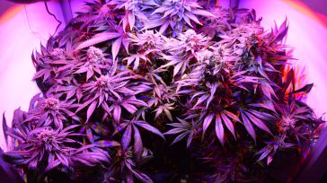 Marihuana colombiana Rafael Camargo Con el propósito de fortalecer la producción de cannabis nacional y contribuir al desarrollo económico  se anunció la apertura del mercado suizo para la exportación de […]