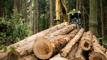 La madera que se explotará en los próximos años costaría US$280 millones, de los cuales la compañía reconocerá al Consejo Comunitario el 10%.       Vendieron  parte del departamento […]