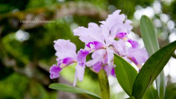 Orquídea Cattleya trianae, flor nacional.   Javier  Sánchez Colombia tiene regiones en las que hay montañas, otras en las que predominan las llanuras, varias con majestuosas selvas y ¡claro! algunas […]