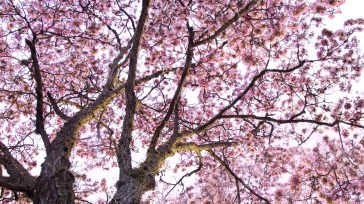 Árbol de (Guayacán) en un parque de Cali. Este árbol florece durante todo el año debido al clima tropical de la ciudad.       Luis Alfonso Mena S. Cali Una […]