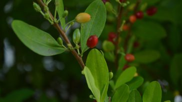 Planta de coca, materia prima para producción cocaína      Colombia produce más cocaína ahora que a principios de la década de 1990, cuando el líder del cartel de la […]