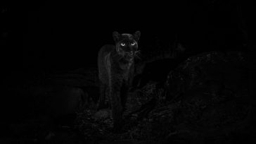 Puma negro     La Secretaría de Ambiente y la Policía Ambiental y Ecológica lograron incautar un puma hembra que estaba en una vivienda ubicada en el norte de la […]