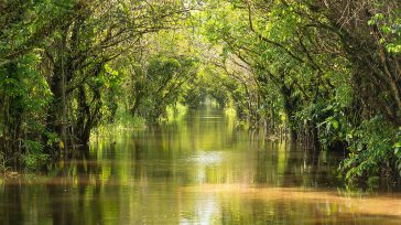 El Canal Roy fue construido por los esclavos hacia 1735 para permitir la unión entre el río Kaw y el río Approuague, facilitando así el transporte de mercancías.     […]